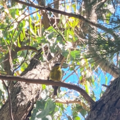 Eopsaltria australis (Eastern Yellow Robin) at QPRC LGA - 26 Mar 2024 by clarehoneydove