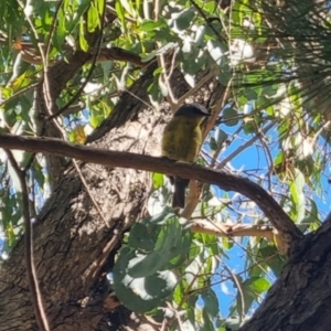 Eopsaltria australis at QPRC LGA - suppressed