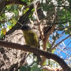 Eopsaltria australis at QPRC LGA - 26 Mar 2024