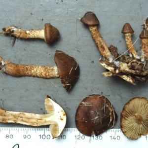 Pholiota communis at Lake Burley Griffin West - 5 Jun 2022