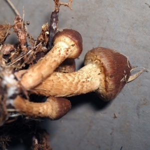 Pholiota communis at Lake Burley Griffin West - 5 Jun 2022 04:48 PM