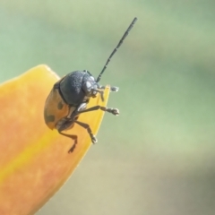 Cadmus (Cadmus) litigiosus (Leaf beetle) at QPRC LGA - 25 Mar 2024 by WHall