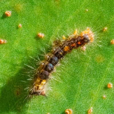 Lymantriinae (subfamily) (Unidentified tussock moths) at QPRC LGA - 25 Mar 2024 by WHall