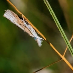 Culladia cuneiferellus (Crambinae moth) at QPRC LGA - 25 Mar 2024 by WHall
