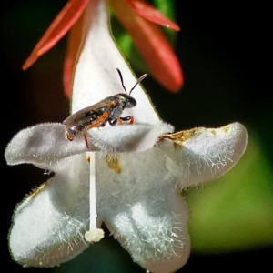 Lasioglossum (Homalictus) urbanum at Page, ACT - 26 Mar 2024