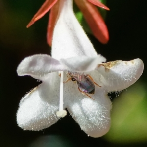 Lasioglossum (Homalictus) urbanum at Page, ACT - 26 Mar 2024