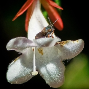 Lasioglossum (Homalictus) urbanum at Page, ACT - 26 Mar 2024