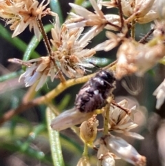 Coleoptera (order) (Unidentified Beetle) at Mount Ainslie NR (ANR) - 26 Mar 2024 by SilkeSma