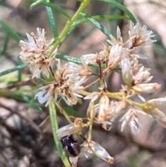 Coleoptera (order) at Mount Ainslie NR (ANR) - 26 Mar 2024