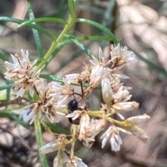 Coleoptera (order) at Mount Ainslie NR (ANR) - 26 Mar 2024