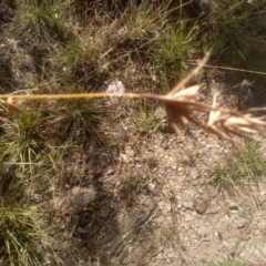 Themeda triandra (Kangaroo Grass) at Cooma North Ridge Reserve - 26 Mar 2024 by mahargiani