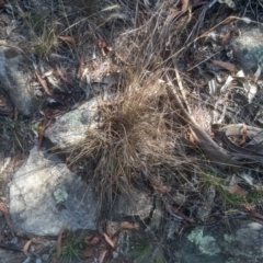 Rytidosperma sp. (Wallaby Grass) at Cooma North Ridge Reserve - 26 Mar 2024 by mahargiani