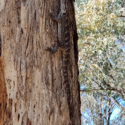 Pogona barbata (Eastern Bearded Dragon) at Lake Burley Griffin West - 24 Mar 2024 by jpittock