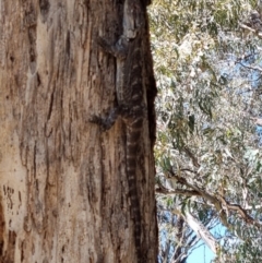 Pogona barbata at Blue Gum Point to Attunga Bay - suppressed