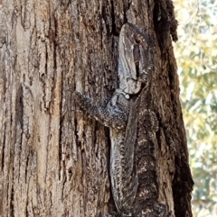 Pogona barbata at Blue Gum Point to Attunga Bay - suppressed