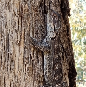 Pogona barbata at Blue Gum Point to Attunga Bay - suppressed