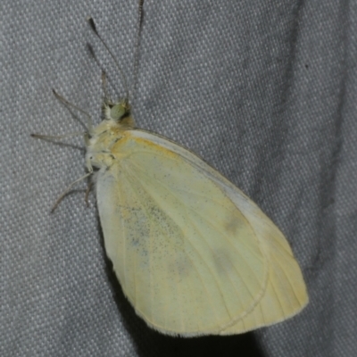 Unidentified White & Yellow (Pieridae) at Freshwater Creek, VIC - 11 Feb 2024 by WendyEM