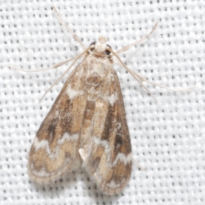 Hygraula nitens (Pond Moth) at Freshwater Creek, VIC - 11 Feb 2024 by WendyEM