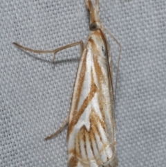 Hednota pleniferellus (A Grass moth (Crambinae) at Freshwater Creek, VIC - 12 Feb 2024 by WendyEM