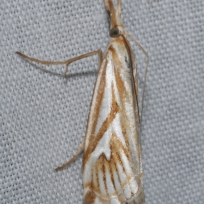 Hednota pleniferellus (A Grass moth (Crambinae) at Freshwater Creek, VIC - 12 Feb 2024 by WendyEM