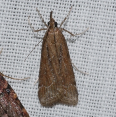 Eudonia cleodoralis (A Crambid moth) at Freshwater Creek, VIC - 11 Feb 2024 by WendyEM