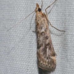 Achyra affinitalis (Cotton Web Spinner) at Freshwater Creek, VIC - 11 Feb 2024 by WendyEM