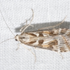 Nomophila corticalis (A Crambid moth (Spilomelinae) at Freshwater Creek, VIC - 12 Feb 2024 by WendyEM