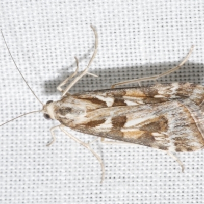 Nomophila corticalis (A Crambid moth (Spilomelinae) at Freshwater Creek, VIC - 12 Feb 2024 by WendyEM