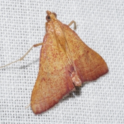 Endotricha pyrosalis (A Pyralid moth) at Freshwater Creek, VIC - 11 Feb 2024 by WendyEM