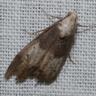 Aphomia baryptera (A pyralid moth) at Freshwater Creek, VIC - 11 Feb 2024 by WendyEM