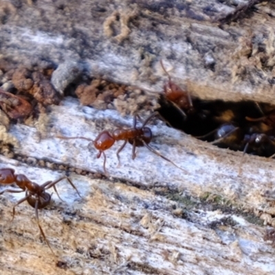 Papyrius sp. (genus) (A Coconut Ant) at Denman Prospect, ACT - 26 Mar 2024 by Kurt