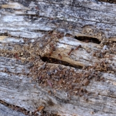 Papyrius sp. (genus) at Bluetts Block (402, 403, 12, 11) - suppressed