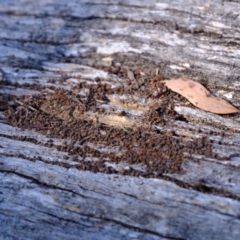 Papyrius sp. (genus) at Block 402 - 26 Mar 2024