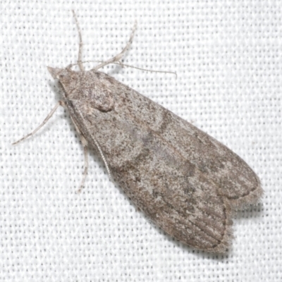 Heteromicta pachytera (Galleriinae subfamily moth) at Freshwater Creek, VIC - 11 Feb 2024 by WendyEM