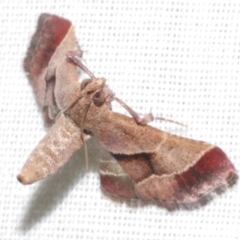 Gauna aegusalis (Pyraline moth) at Freshwater Creek, VIC - 11 Feb 2024 by WendyEM