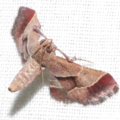 Gauna aegusalis (Pyraline moth) at Freshwater Creek, VIC - 11 Feb 2024 by WendyEM