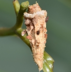 Hyalarcta nigrescens (Ribbed Case Moth) at ANBG - 25 Mar 2024 by DianneClarke
