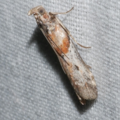 Vinicia sp. (genus) at Freshwater Creek, VIC - 11 Feb 2024 by WendyEM