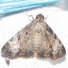 Salma cinerascens (A Pyralid moth) at Freshwater Creek, VIC - 11 Feb 2024 by WendyEM