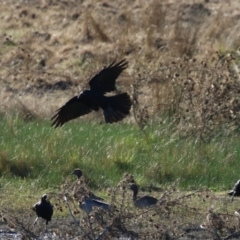 Corvus mellori (Little Raven) at Bonython, ACT - 25 Mar 2024 by RodDeb