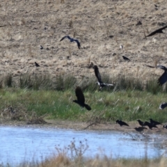 Corvus mellori at Bonython, ACT - 25 Mar 2024