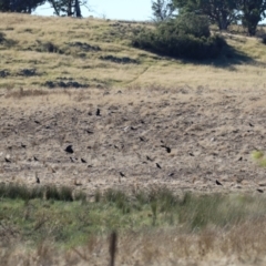 Corvus mellori at Bonython, ACT - 25 Mar 2024