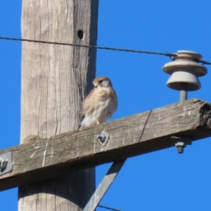 Falco cenchroides at Bonython, ACT - 25 Mar 2024 05:07 PM