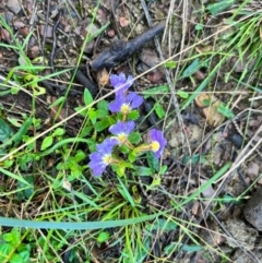 Scaevola aemula (Common Fan-flower) at Murramarang National Park - 23 Mar 2024 by courtneyb
