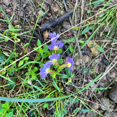 Scaevola aemula (Common Fan-flower) at Murramarang National Park - 24 Mar 2024 by courtneyb