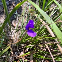 Patersonia sp. at Murramarang National Park - 24 Mar 2024 by courtneyb