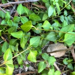 Vinca major (Blue Periwinkle) at Ainslie, ACT - 26 Mar 2024 by courtneyb