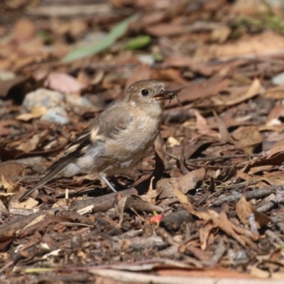 Petroica phoenicea (Flame Robin) at Kambah, ACT - 25 Mar 2024 by RodDeb