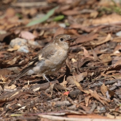 Petroica phoenicea (Flame Robin) at Tidbinbilla Nature Reserve - 25 Mar 2024 by RodDeb