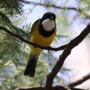 Pachycephala pectoralis at Tidbinbilla Nature Reserve - 25 Mar 2024 01:56 PM